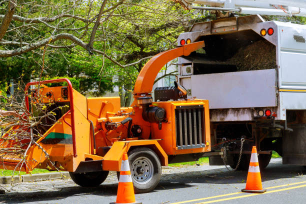 Best Fruit Tree Pruning  in Huron, CA