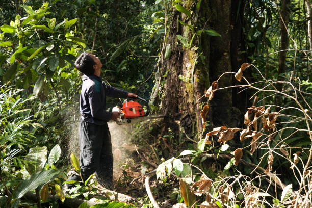 Huron, CA  Tree Services Company