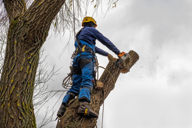 Best Tree Cabling and Bracing  in Huron, CA