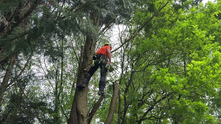 Best Tree Disease Treatment  in Huron, CA