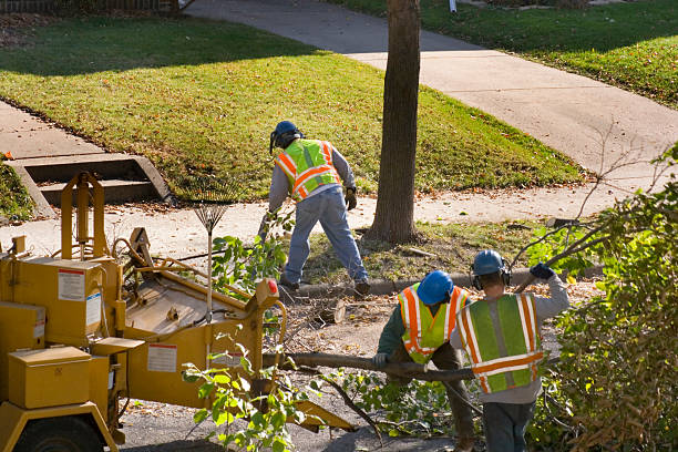 Best Tree Risk Assessment  in Huron, CA