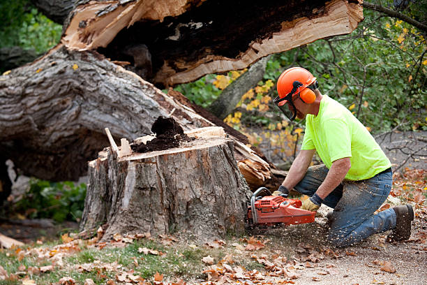 How Our Tree Care Process Works  in  Huron, CA